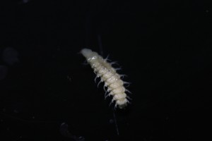 白いホタルの幼虫